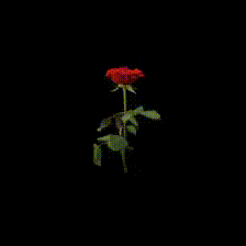 Ground Truth Rose